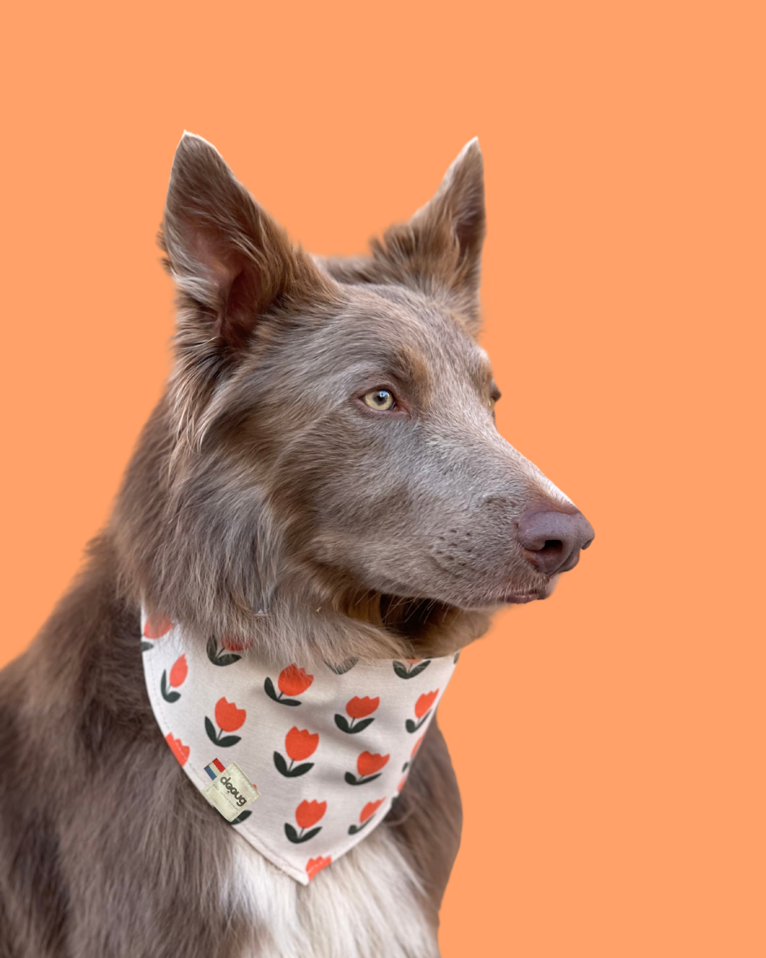 Bandana pour chien personnalisable TULIPE