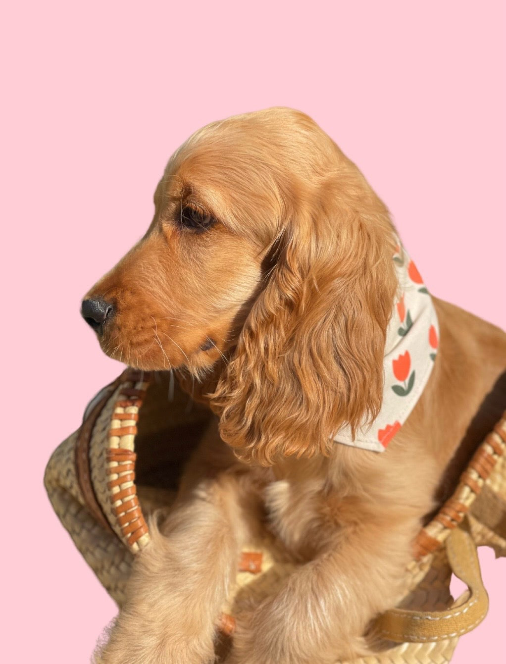 Bandana pour chien personnalisable TULIPE