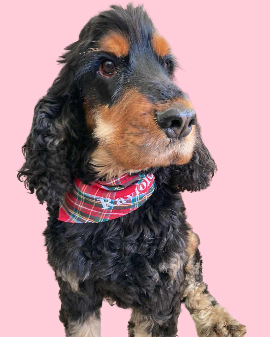 Bandana pour chien personnalisable TARTAN