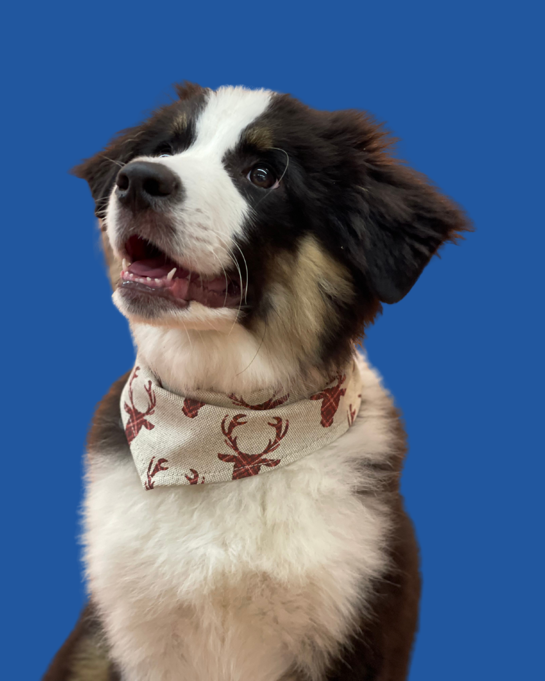 Bandana pour chien personnalisable CERF