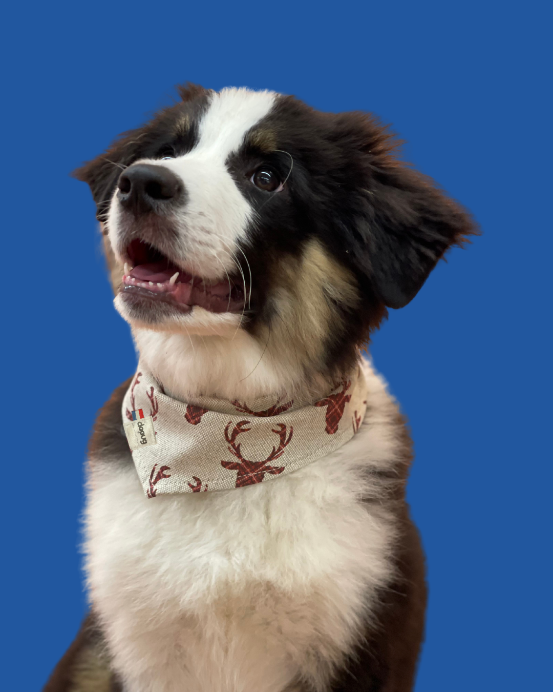 Bandana pour chien CERF