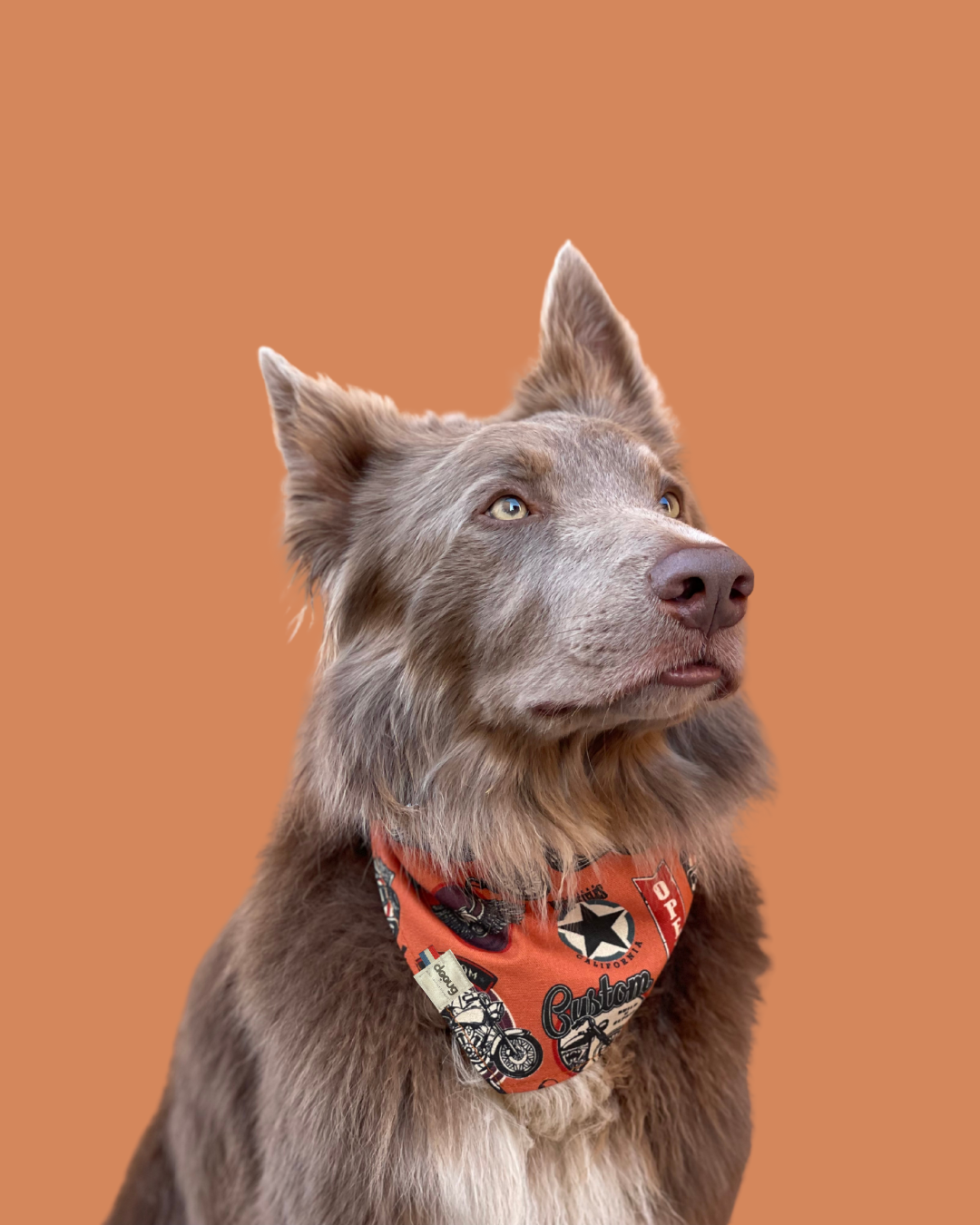 Bandana pour chien personnalisable LE MOTARD