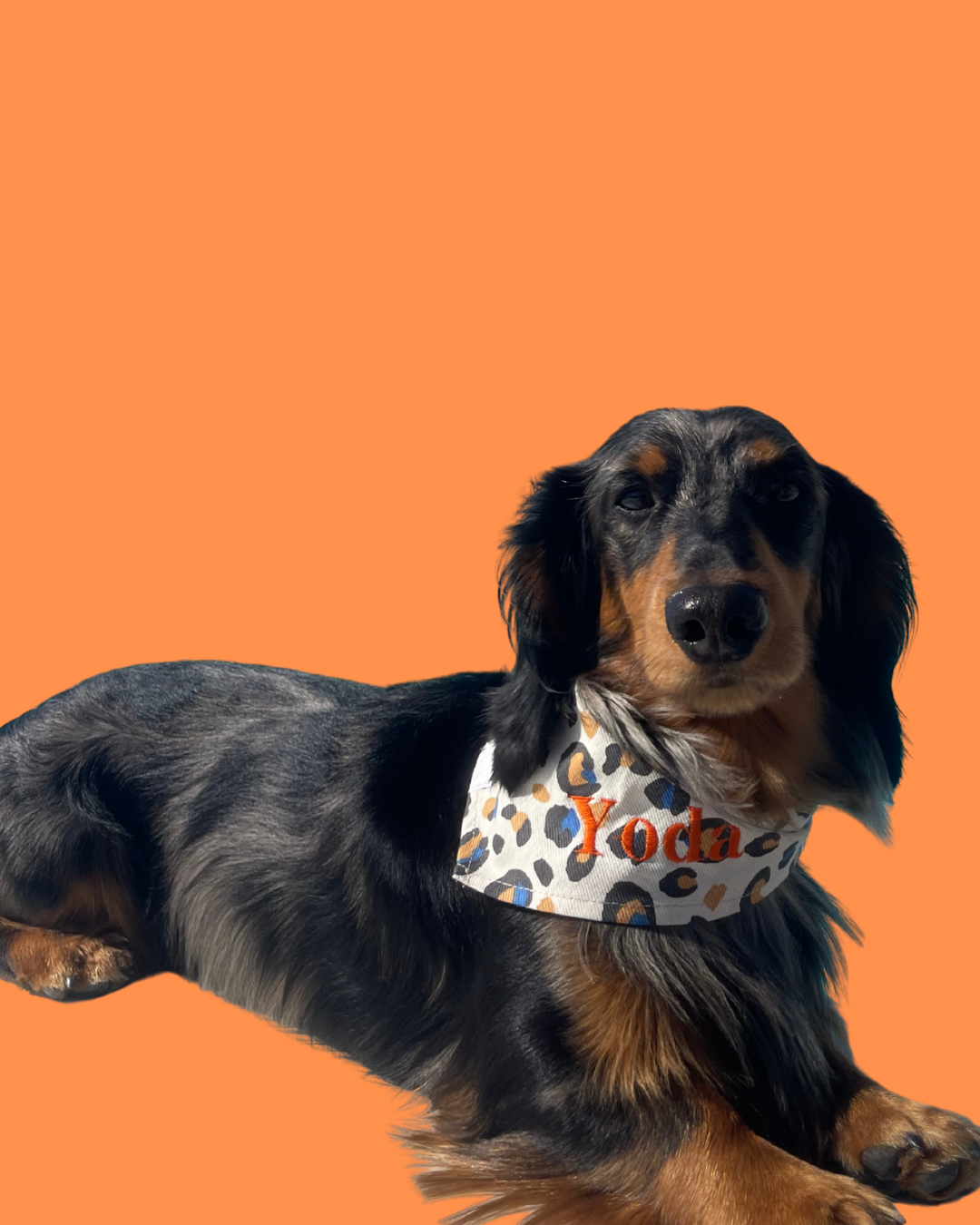 Bandana pour chien personnalisable LEOPARD BLEU