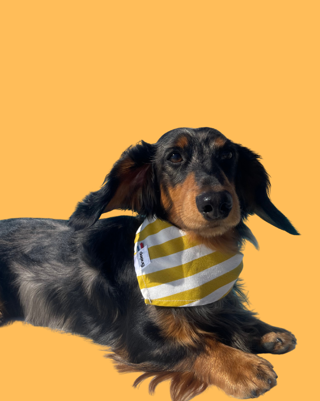 Bandana pour chien personnalisable CAPRI