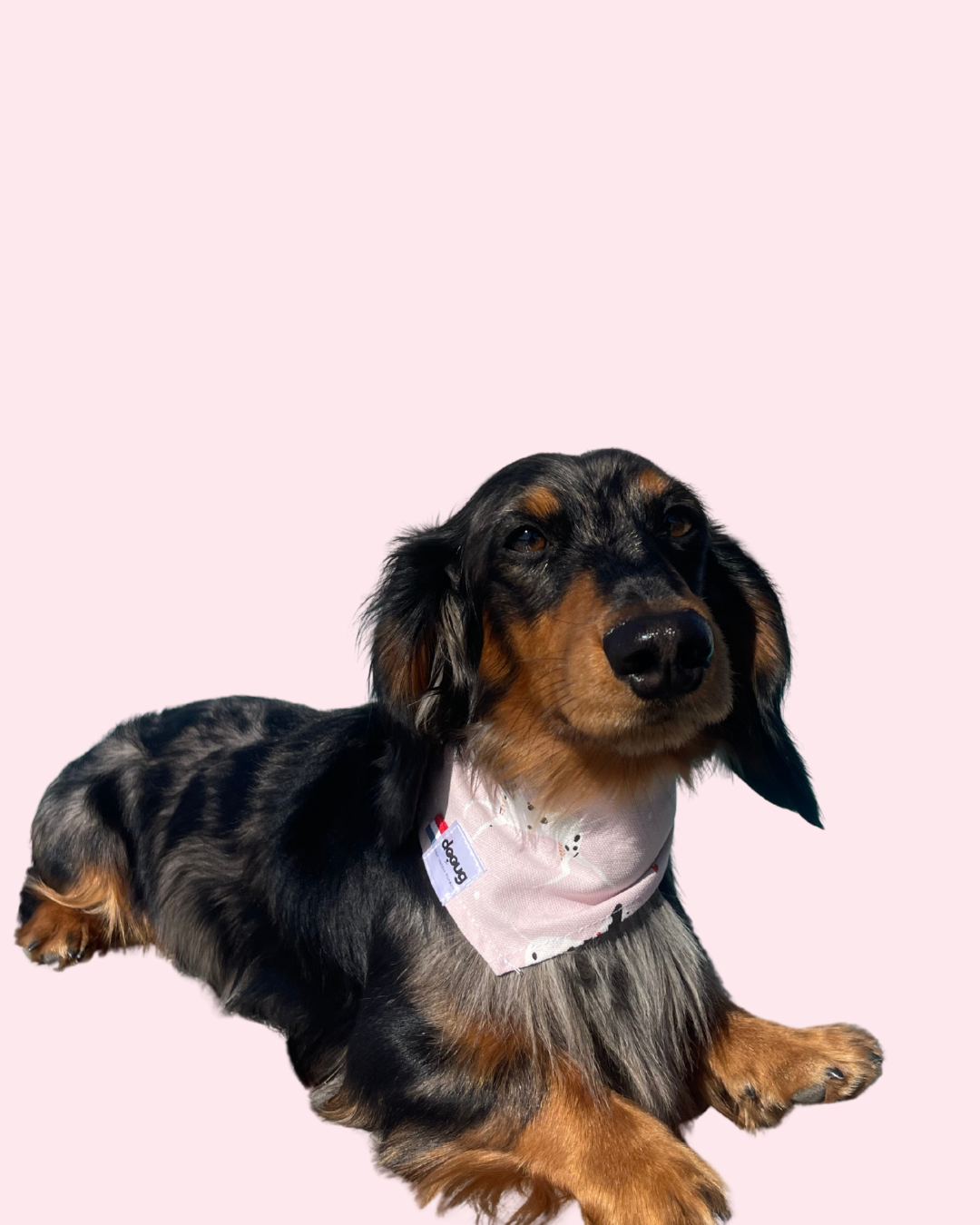Bandana pour chien personnalisable DALMATIEN
