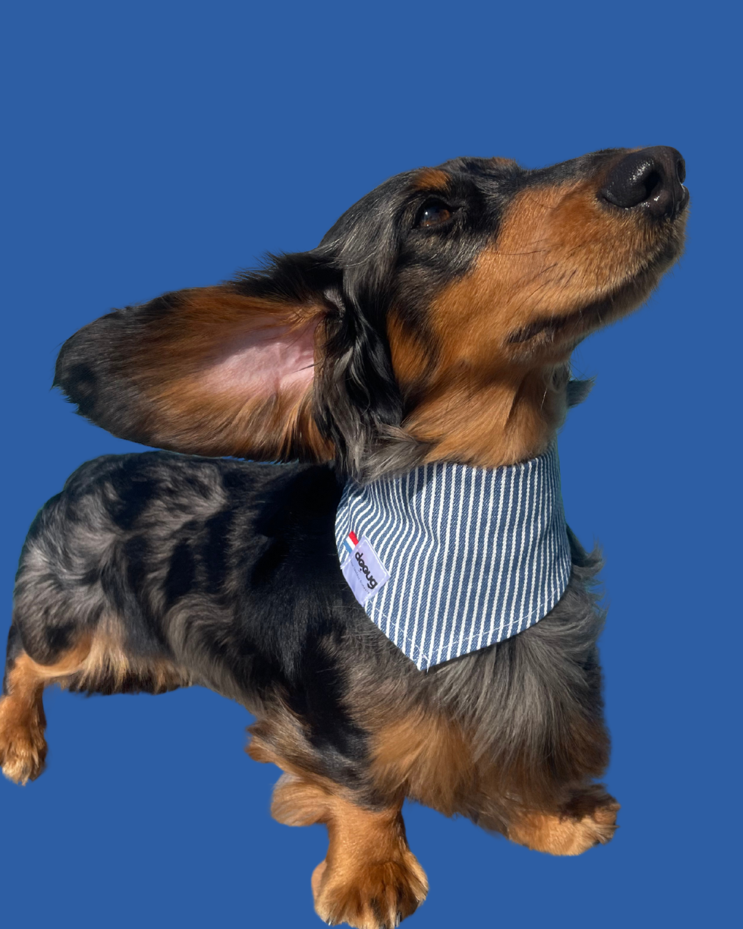 Bandana pour chien personnalisable RAYÉ