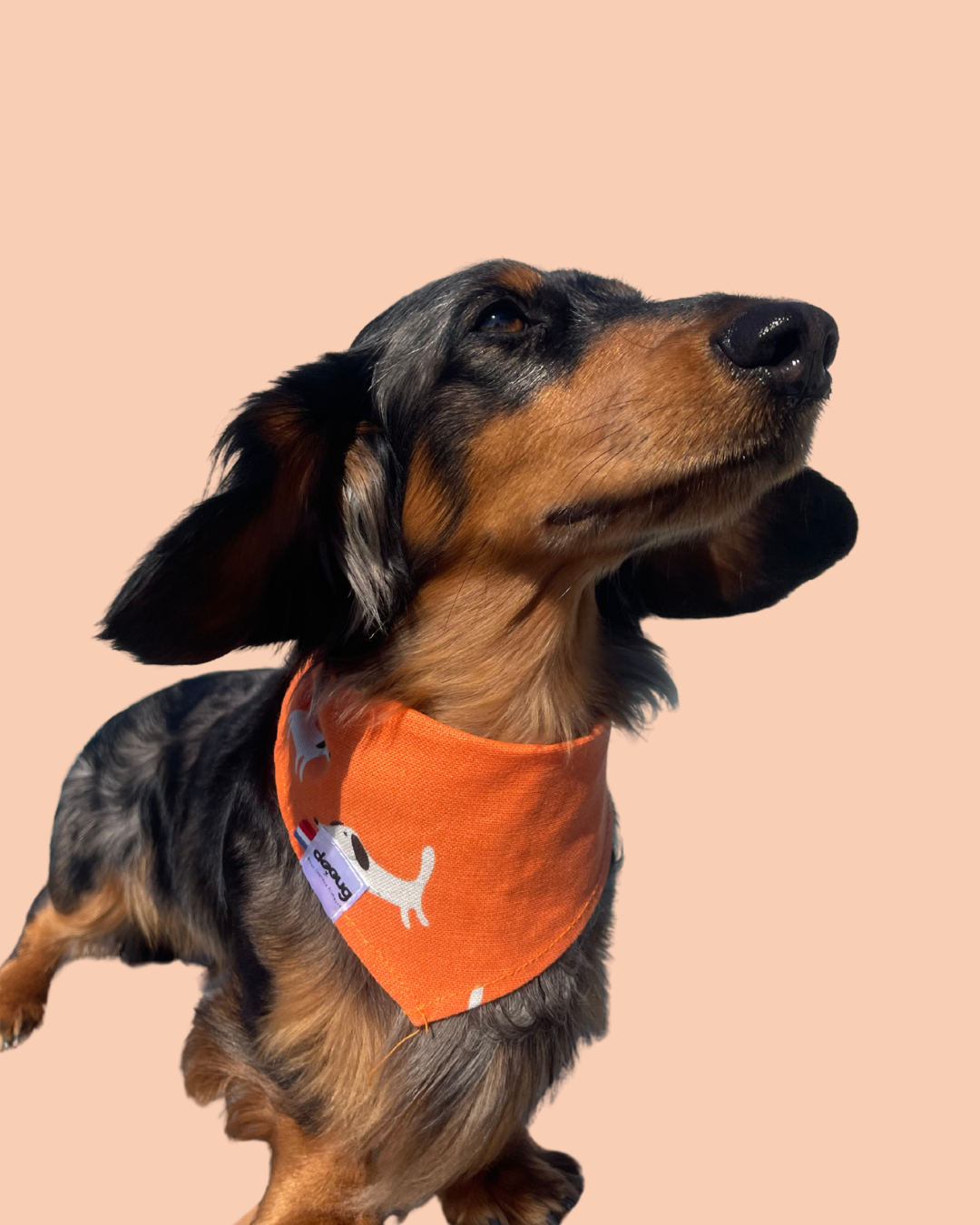 Bandana pour chien DOG