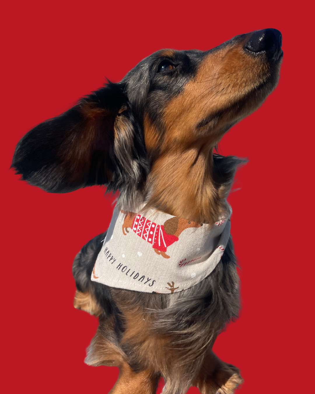 Bandana pour chien personnalisable TECKELS DE NOËL