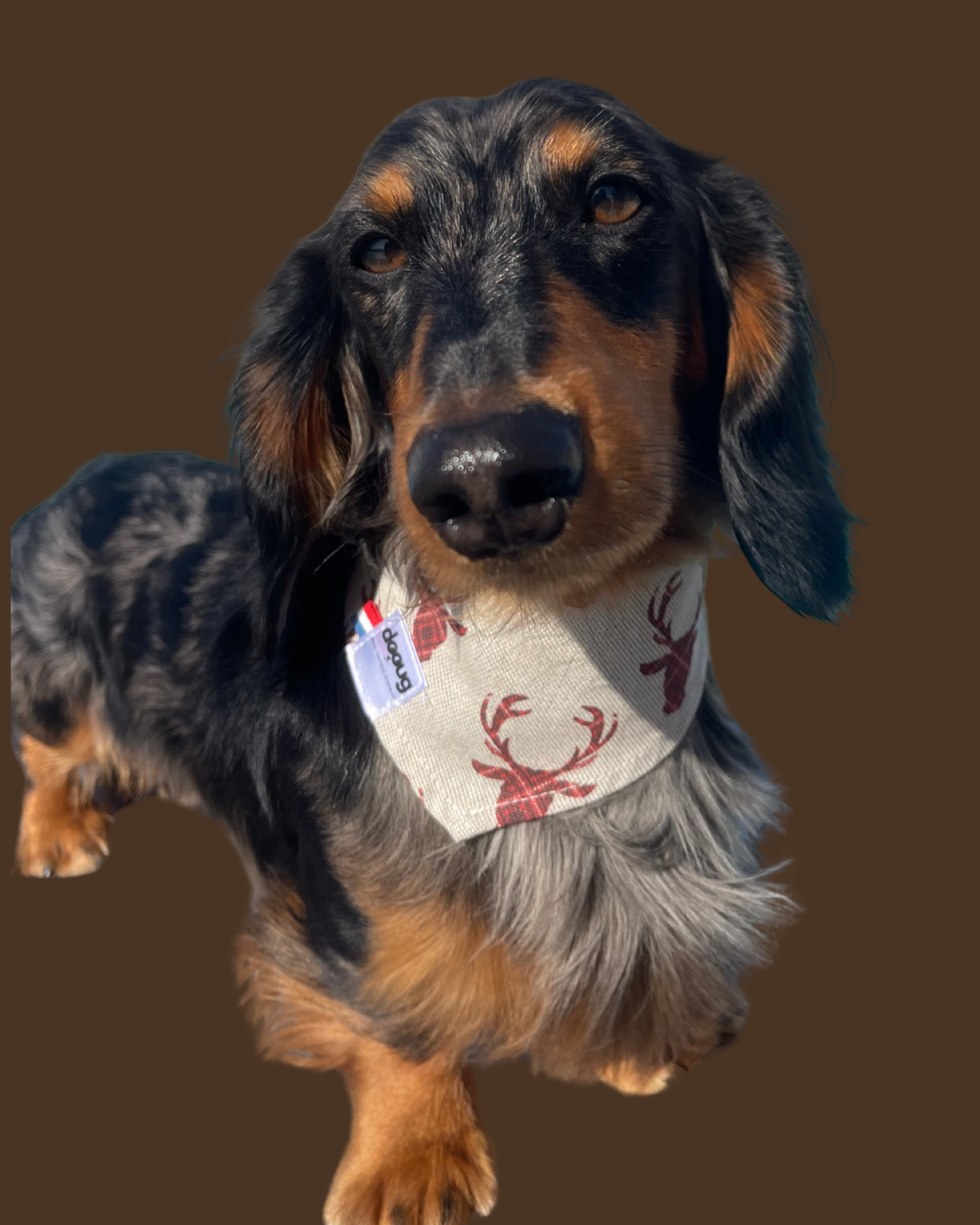 Bandana pour chien personnalisable CERF