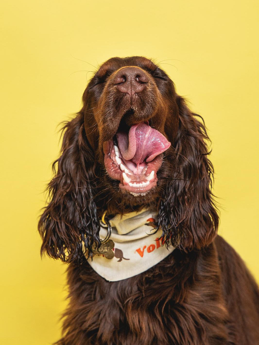 Bandana pour chien personnalisable TECKELS