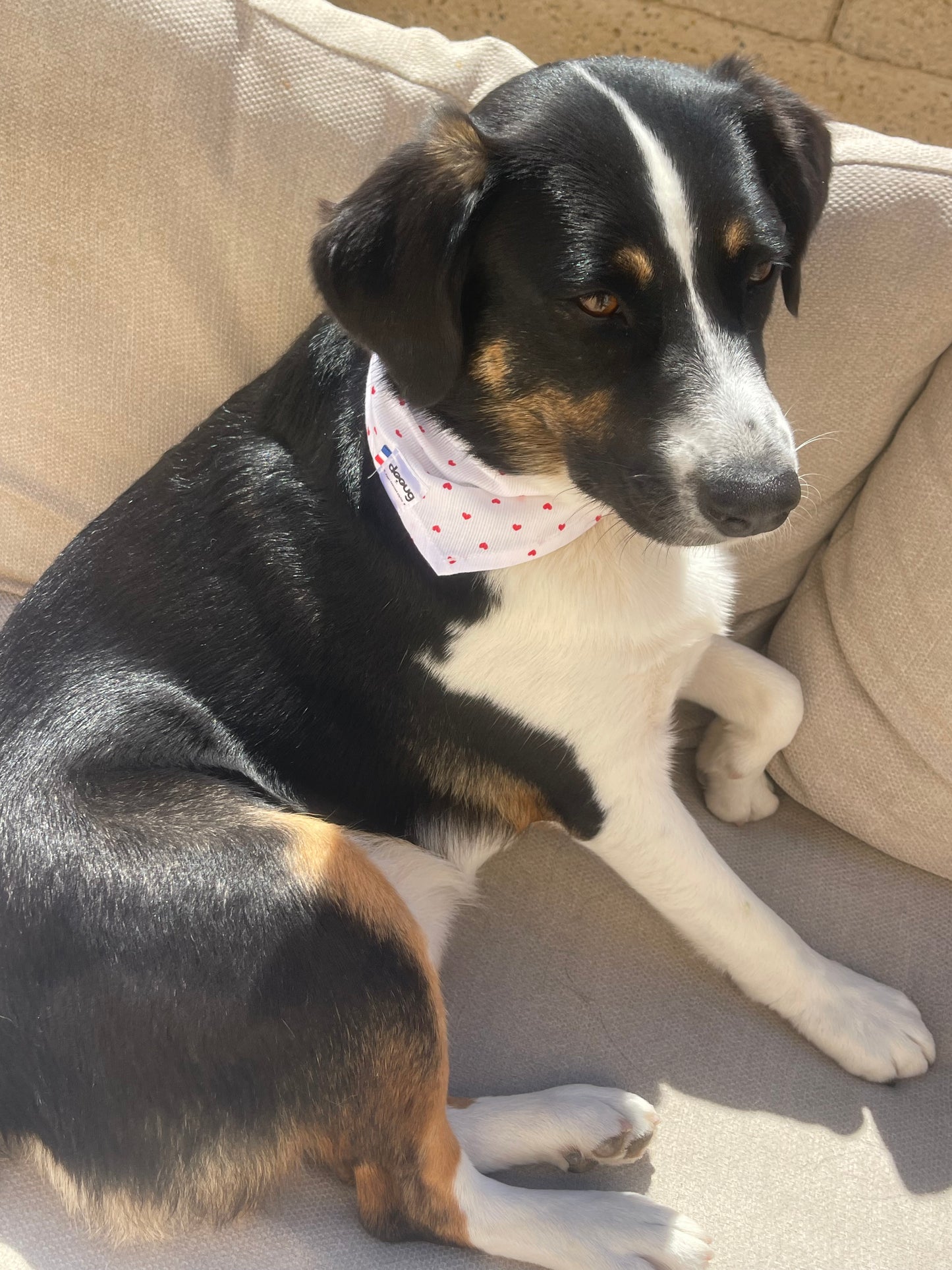 Bandana pour chien COEURS