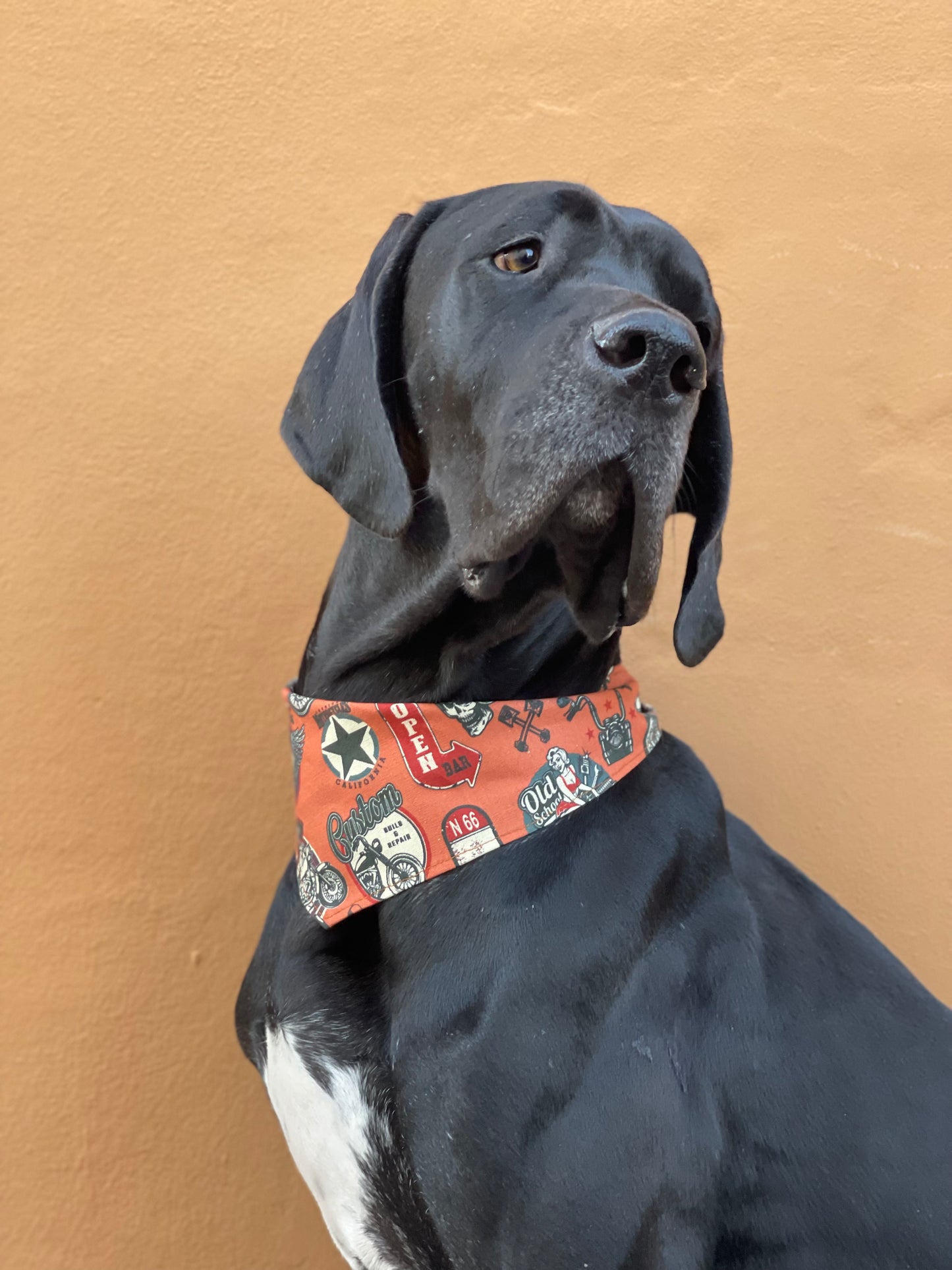 Bandana pour chien LE MOTARD
