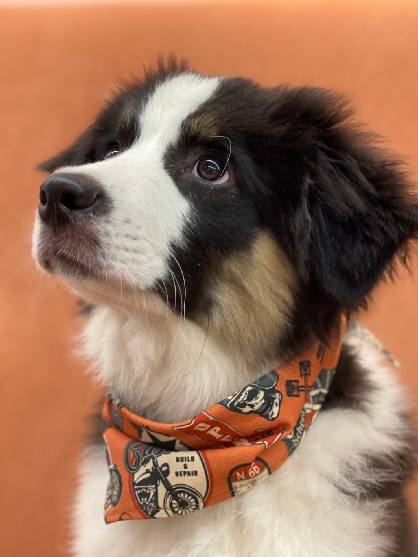 Bandana pour chien LE MOTARD