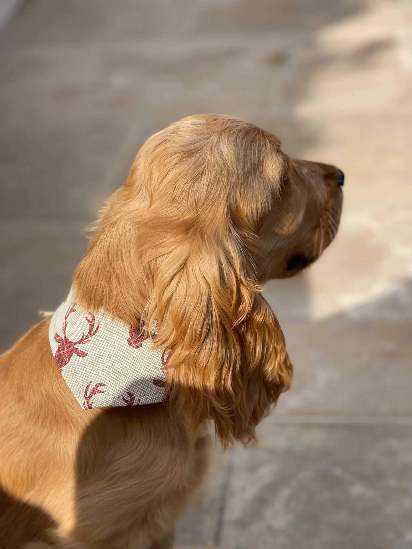 Bandana pour chien personnalisable CERF