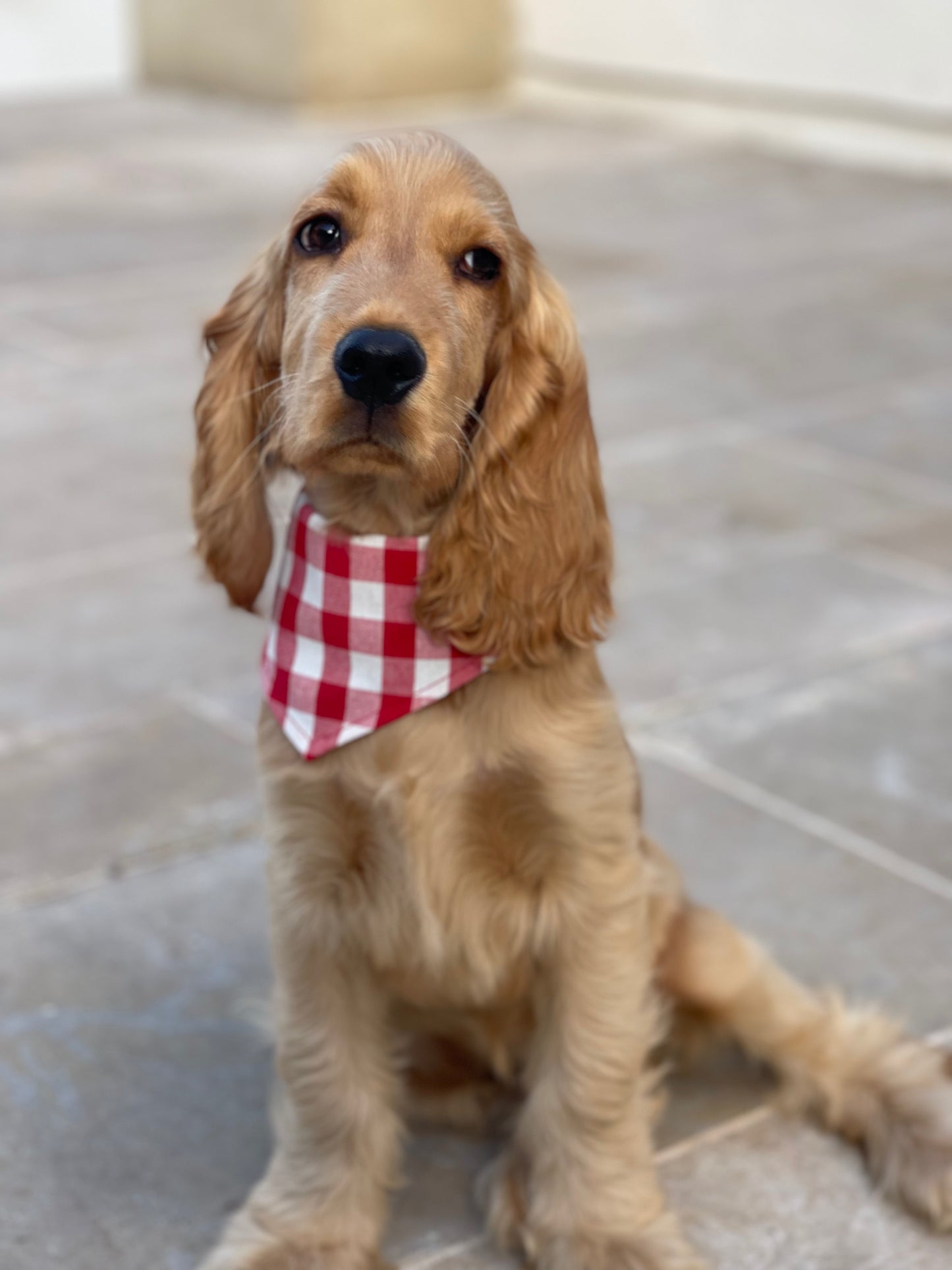 Bandana pour chien personnalisable VICHY ROUGE