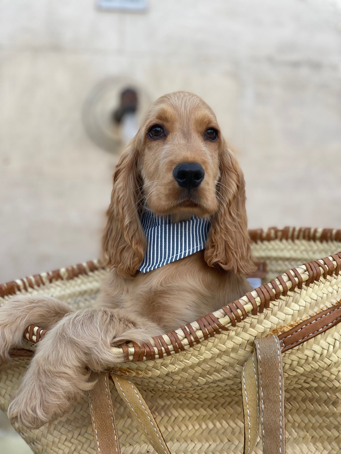 Bandana pour chien personnalisable RAYÉ BLEU