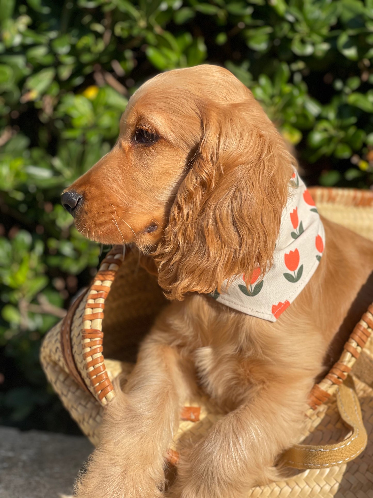 Bandana pour chien TULIPE
