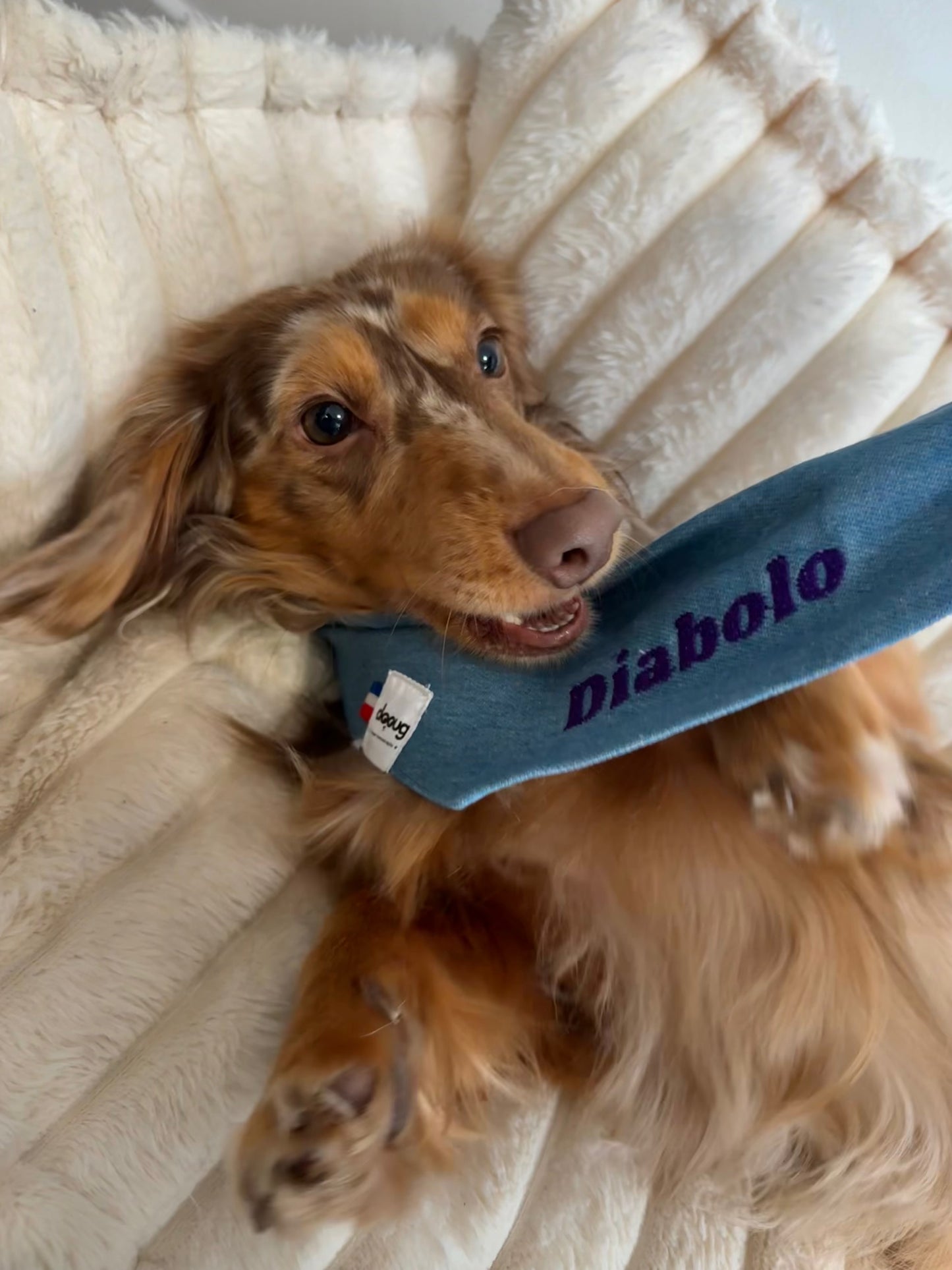 Bandana pour chien personnalisable JEAN CLAIR