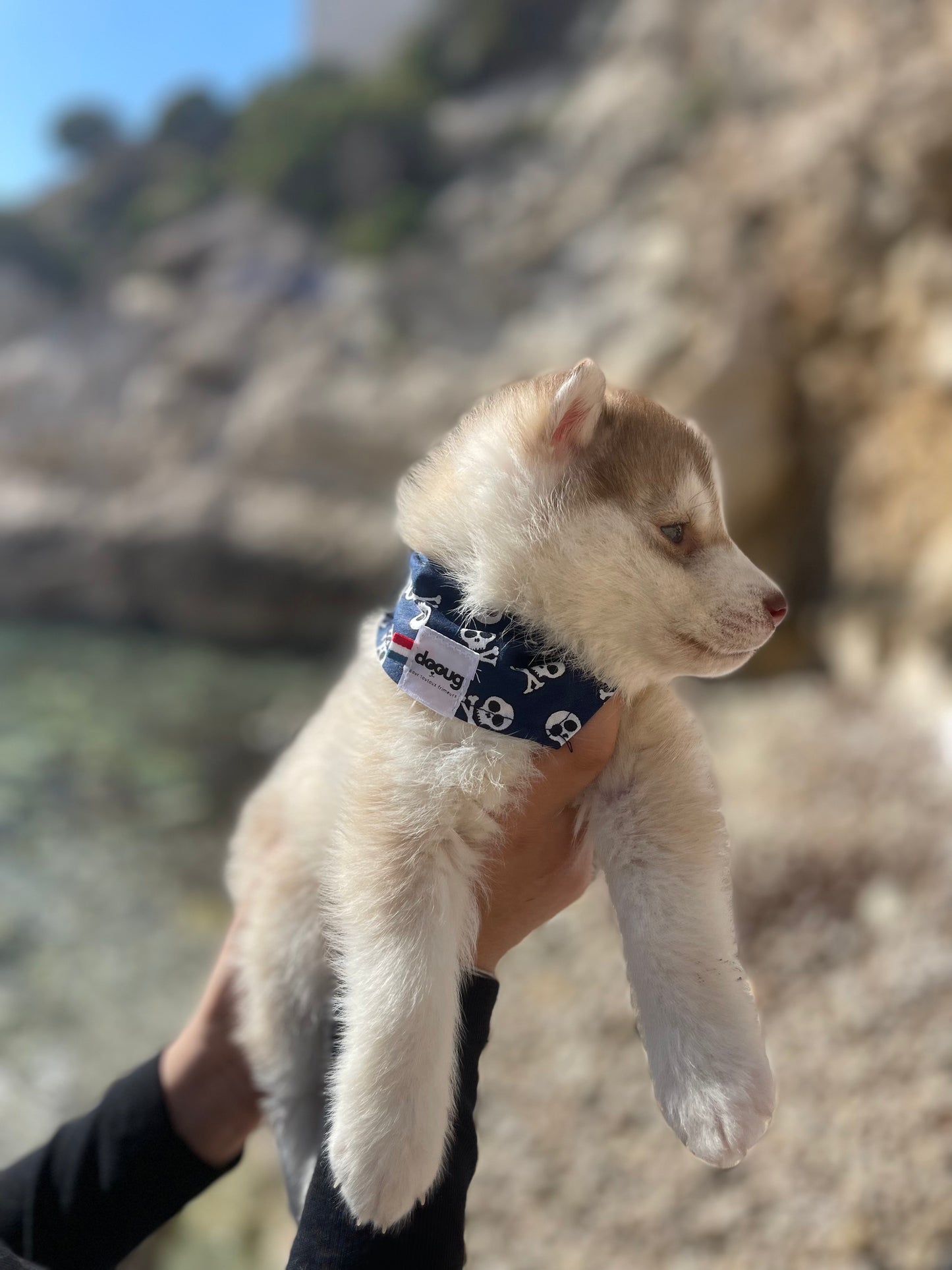 Bandana pour chien REBEL