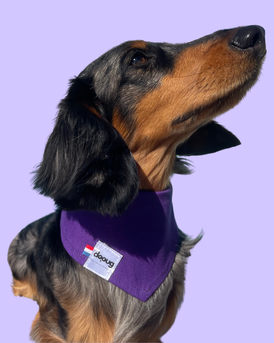 Bandana pour chien personnalisable THE ROYAL PURPLE