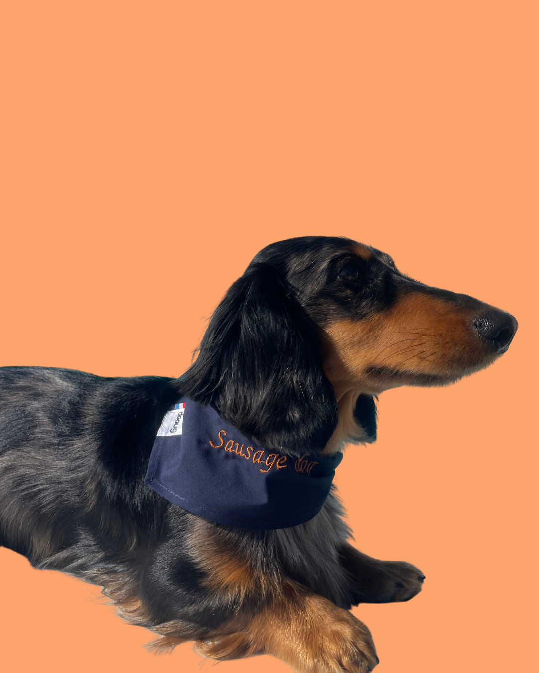 Bandana pour chien à message SAUSAGE DOG 🌭