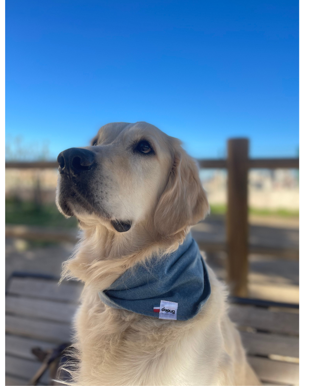 Bandana pour chien JEAN CLAIR