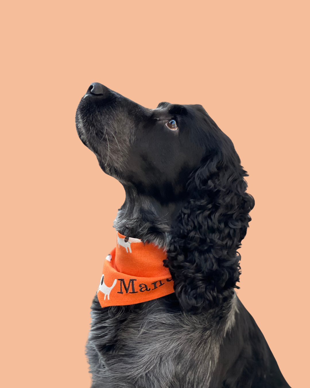 Bandana pour chien personnalisable DOG