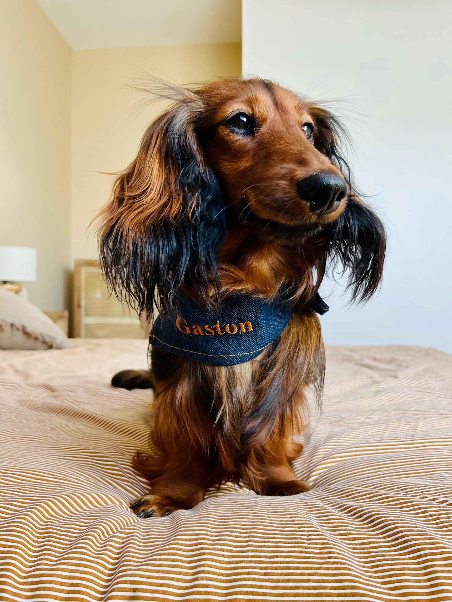Bandana pour chien personnalisable JEAN BRUT