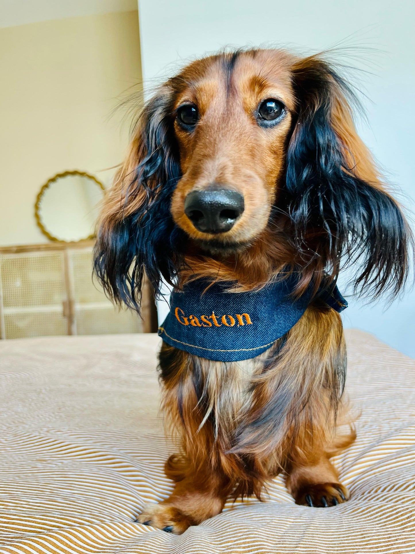Bandana pour chien personnalisable JEAN BRUT