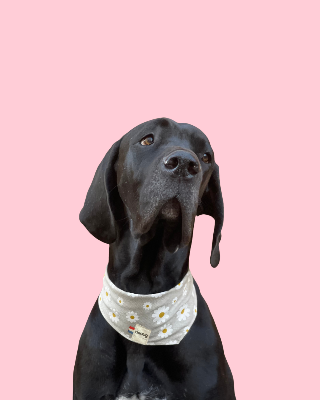 Bandana pour chien MARGUERITE