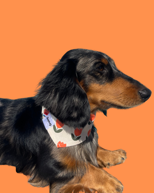 Bandana pour chien personnalisable TULIPE