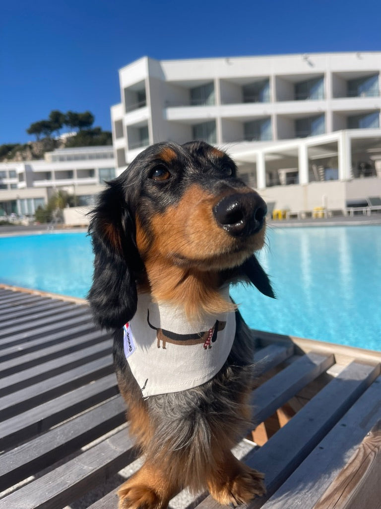 Bandana pour chien BANDANA TECKELS