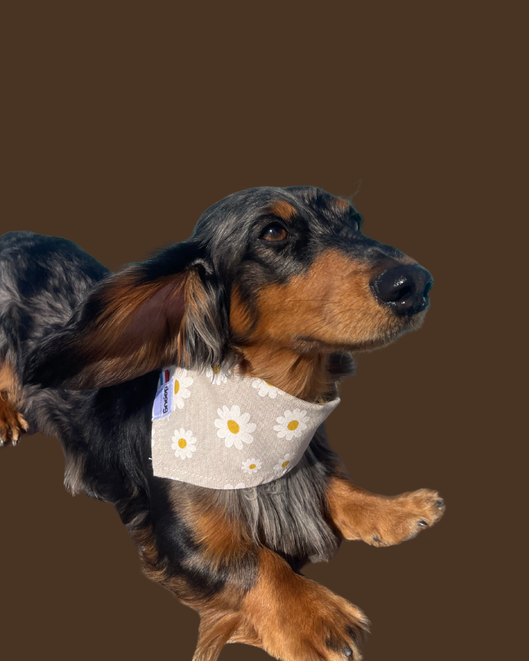 Bandana pour chien MARGUERITE