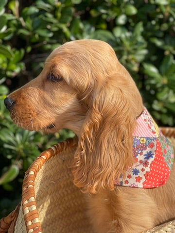 Bandana pour chien personnalisable PATCHWORK