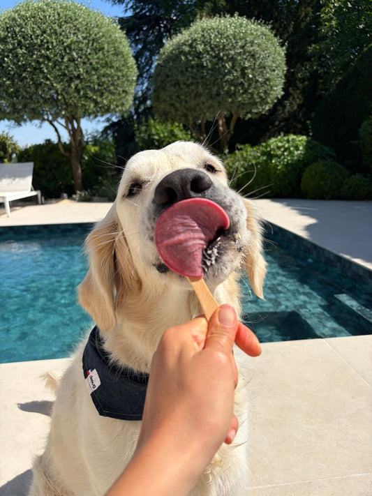 Bandana pour chien JEAN BRUT