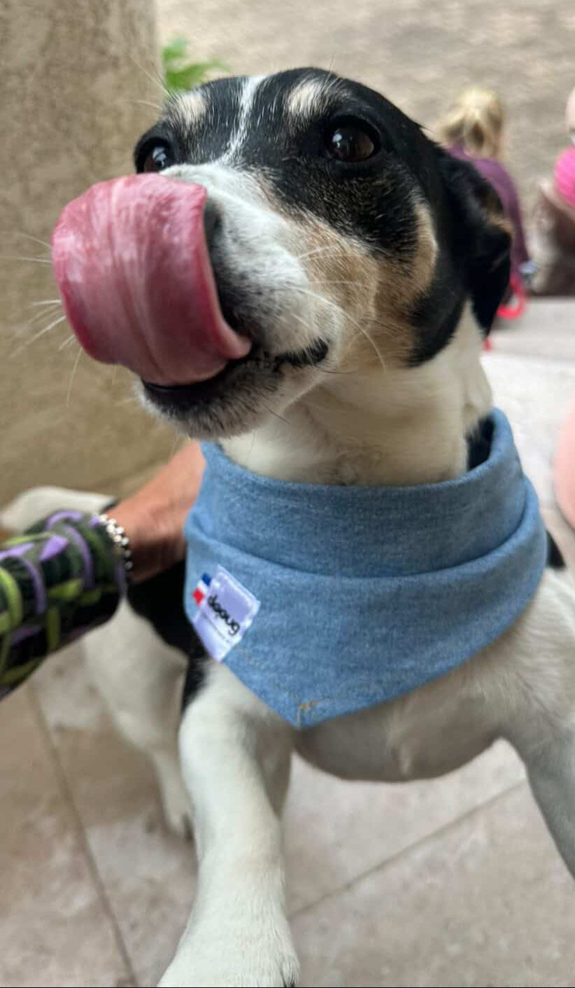 Bandana pour chien JEAN CLAIR