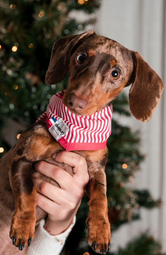 Bandana pour chien rayé rouge