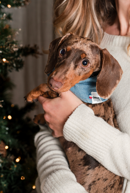 Bandana pour chien personnalisable JEAN CLAIR