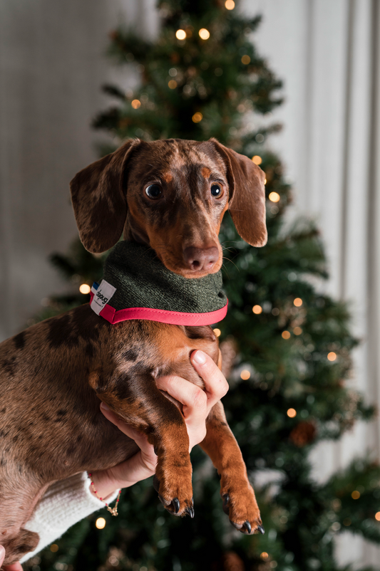 Bandana pour chien KAKI et ROUGE