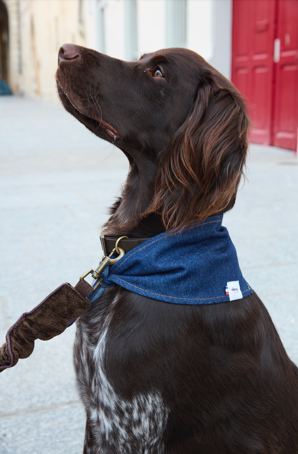 Bandana pour chien JEAN BRUT