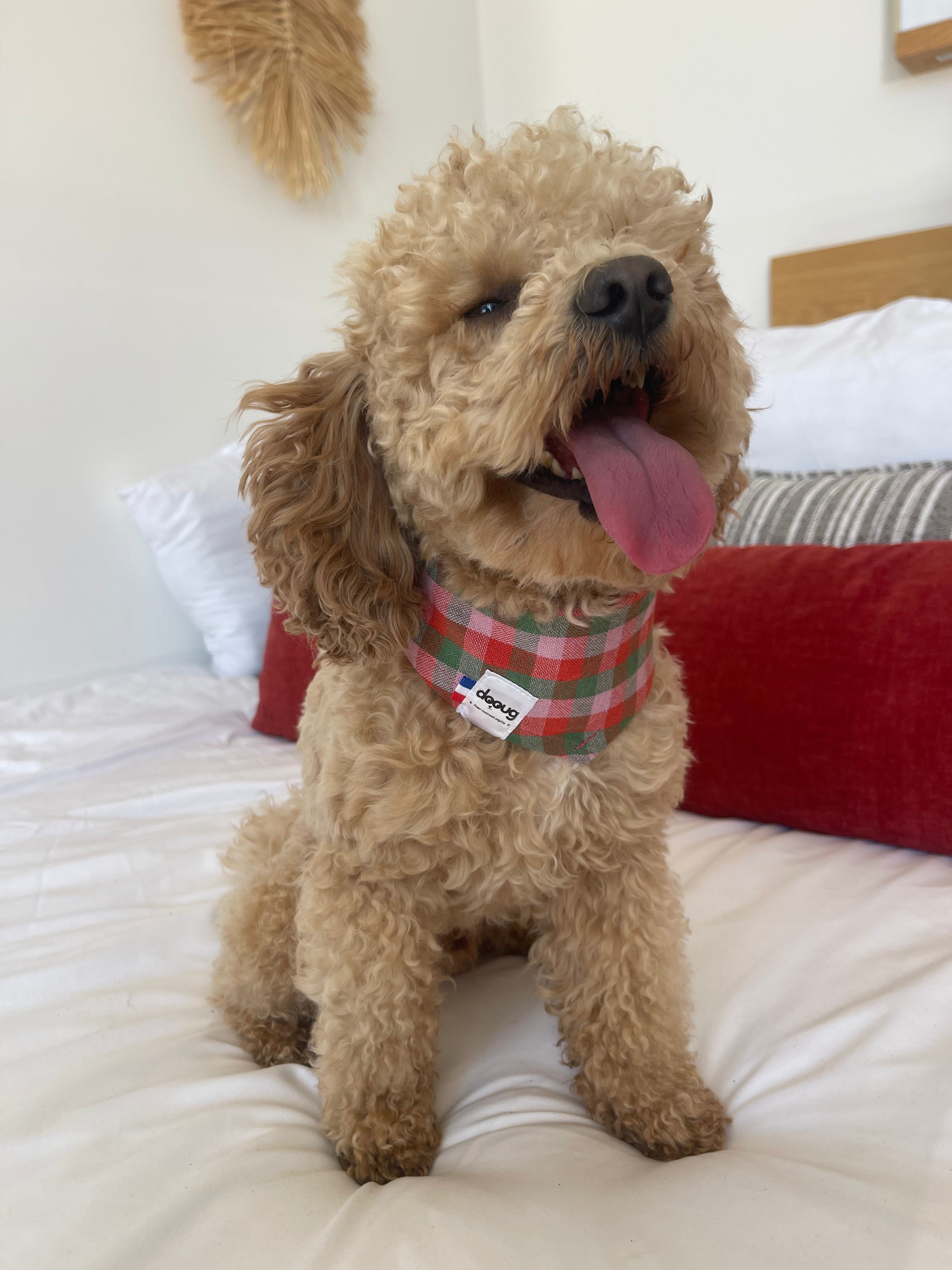 Bandana pour chien CARREAUX ROUGE VERT