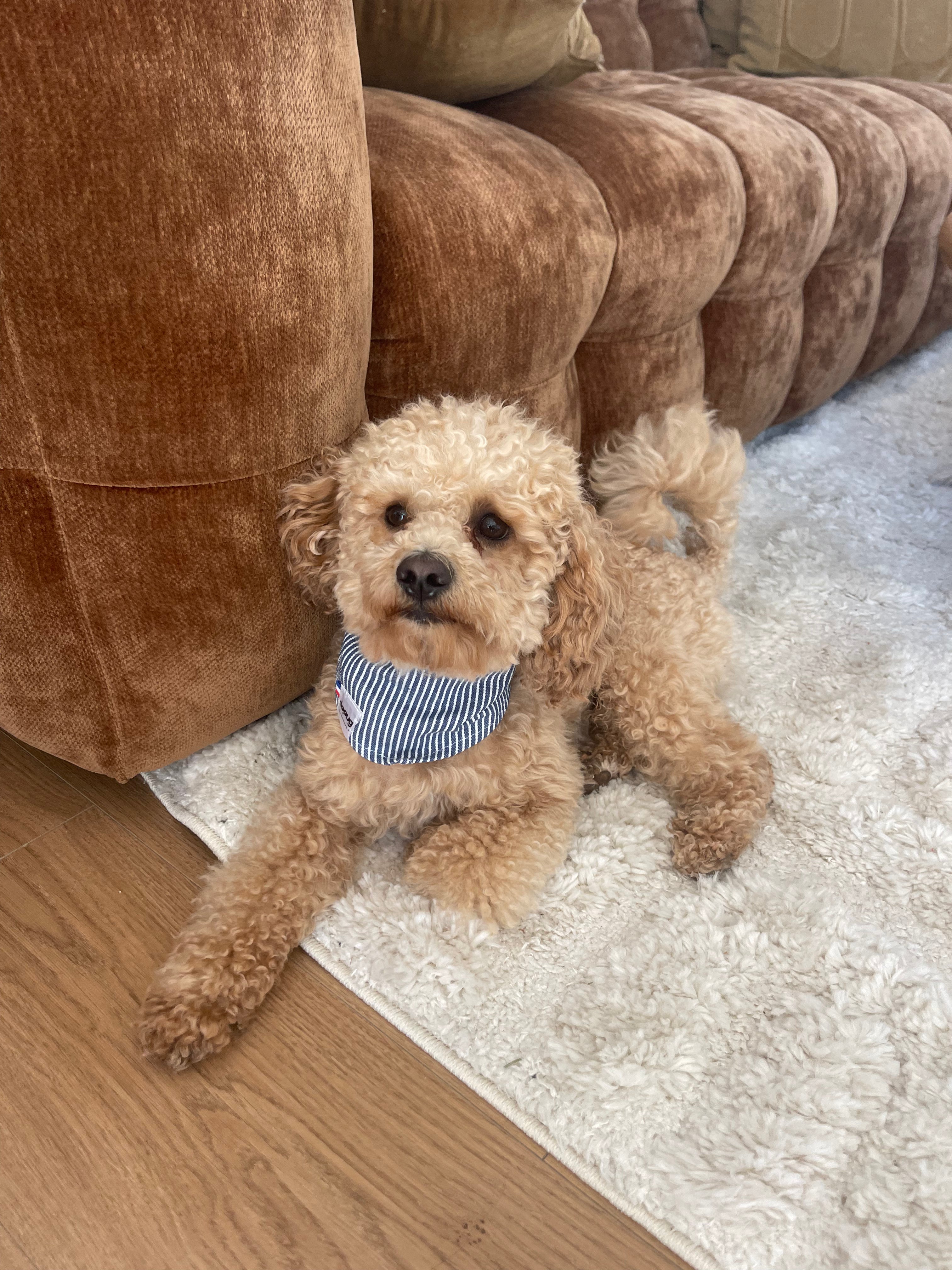 Bandana pour chien BANDANA RAYÉ BLEU
