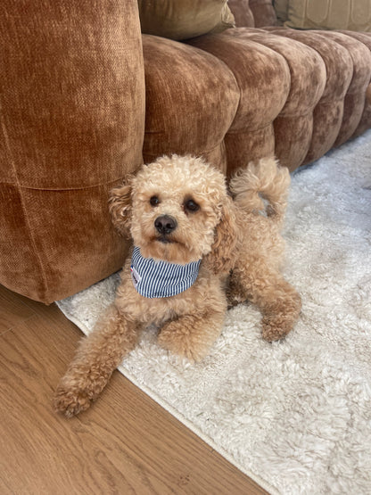 Bandana pour chien BANDANA RAYÉ BLEU