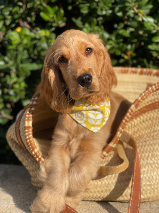 Bandana pour chien BANDANA TOURNESOL