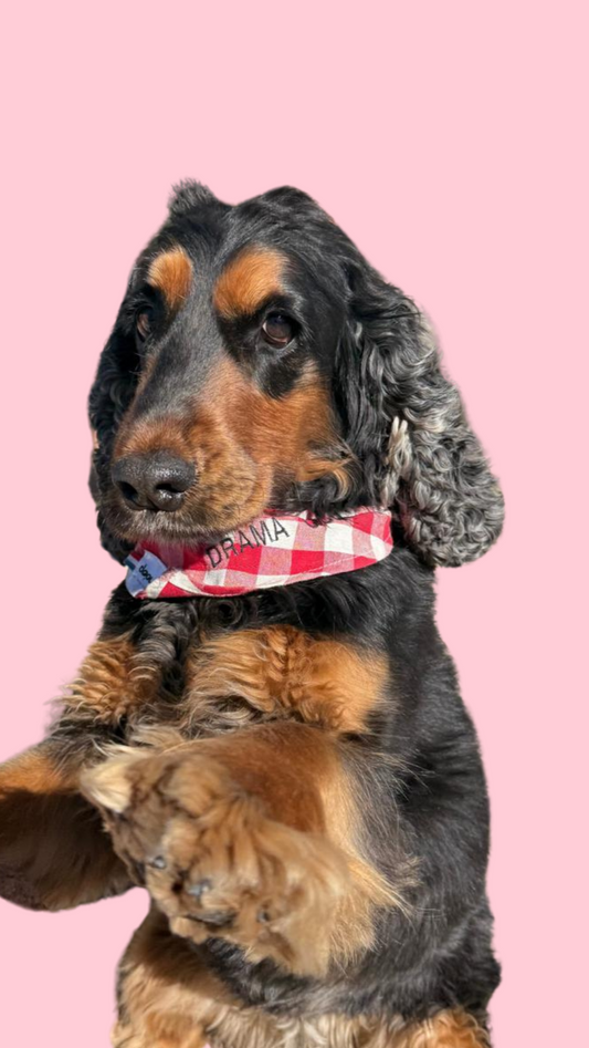 Bandana pour chien à message Drama Queen