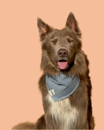Bandana pour chien personnalisable RAYÉ